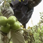 Ouganda — El Niño et sécurité alimentaire
